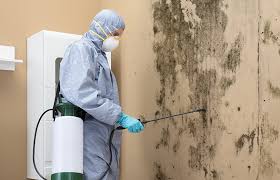 Best Mold Damage Restoration in Red Wing, MN